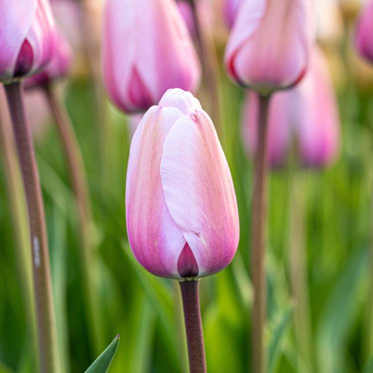 Tulpan 'Salmon Impression'